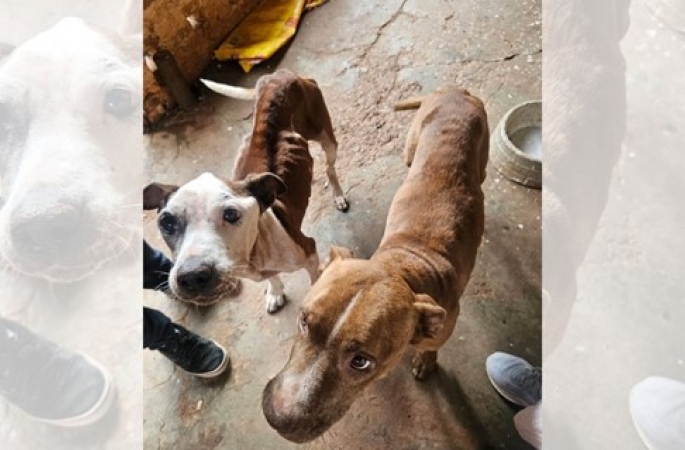 Cães são resgatados com sinais de desnutrição e infestação de pulgas em Botucatu