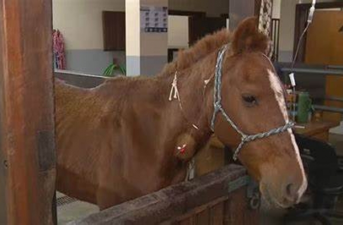 Cavalo Caramelo, um dos símbolos da enchente no RS, agora tem até “RG”