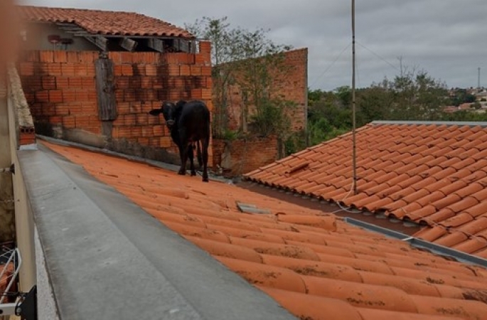 Vaca é resgatada após subir em telhado de casa no interior de SP