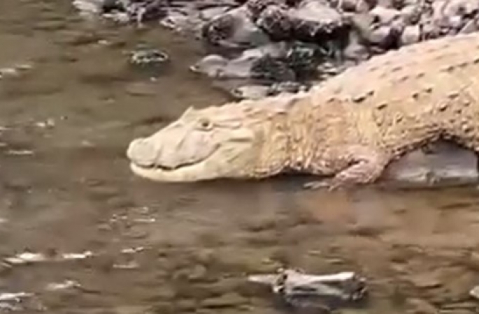 Biólogo fala sobre jacaré visto na represa de Avaré