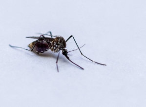 SP já tem 21 cidades em estado de emergência para dengue em 2025; veja lista