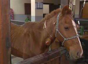 Cavalo Caramelo, um dos símbolos da enchente no RS, agora tem até “RG”