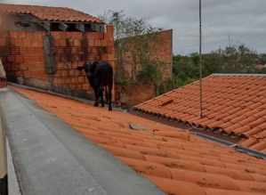 Vaca é resgatada após subir em telhado de casa no interior de SP