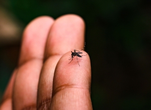 Secretaria da Saúde divulga boletim atualizado sobre casos de Dengue; Covid registra 7 casos