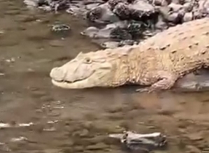 Biólogo fala sobre jacaré visto na represa de Avaré